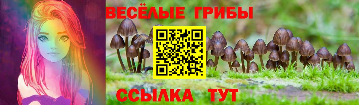 Псилоцибиновые грибы Psilocybe Кимовск